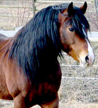 PONEI DARTMOOR